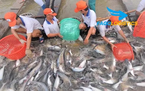 [Hướng dẫn chi tiết] Thủ tục xuất khẩu cá sống 
