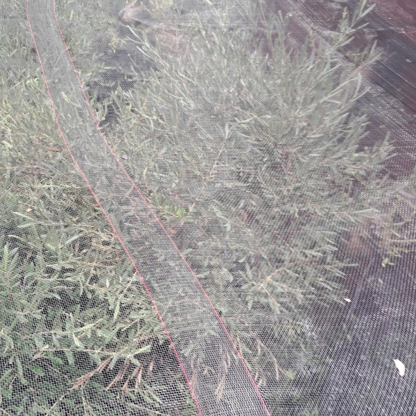 Chọn đơn vị uy tín làm thủ tục nhập khẩu cây oliu