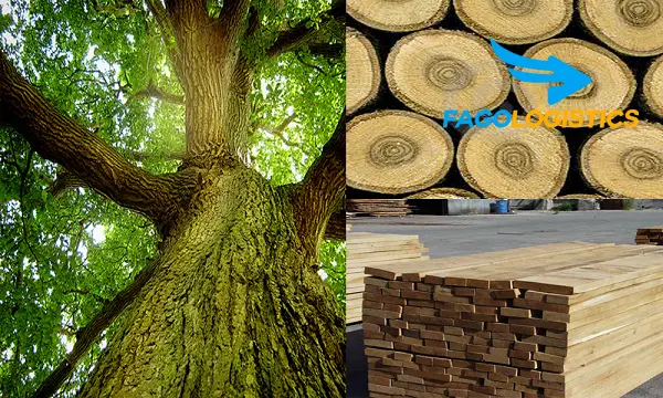 [Hướng dẫn] Thủ tục nhập khẩu gỗ sồi về Việt Nam
