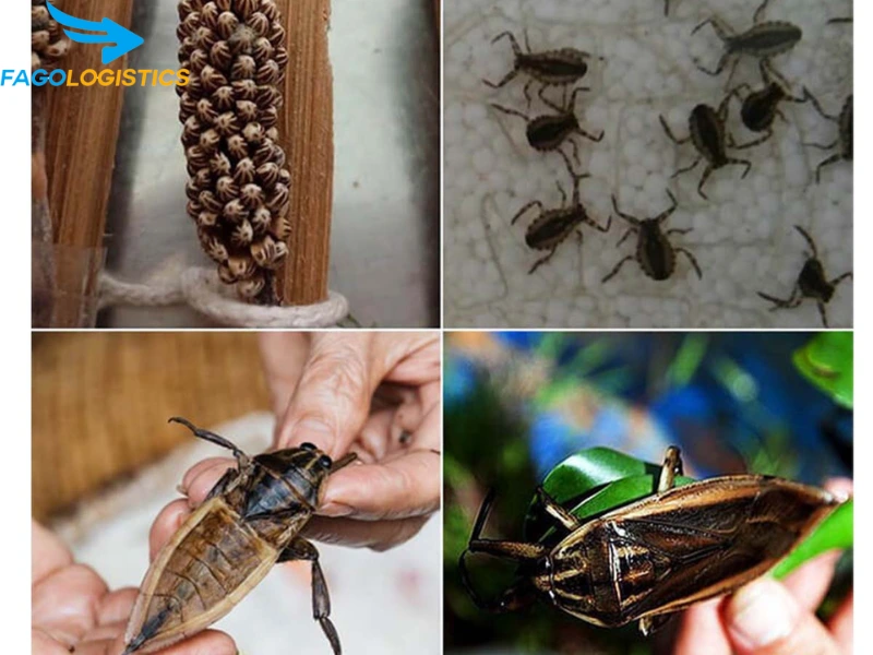 Tổng quan về trứng cà cuống sống thương phẩm và chính sách xuất khẩu