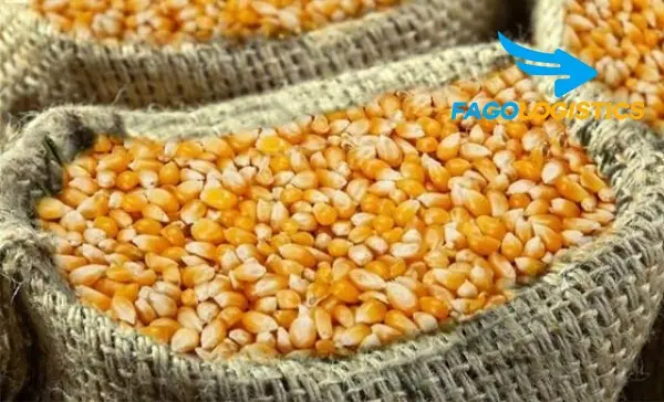 1# Thủ tục nhập khẩu ngô hạt dùng làm thức ăn chăn nuôi