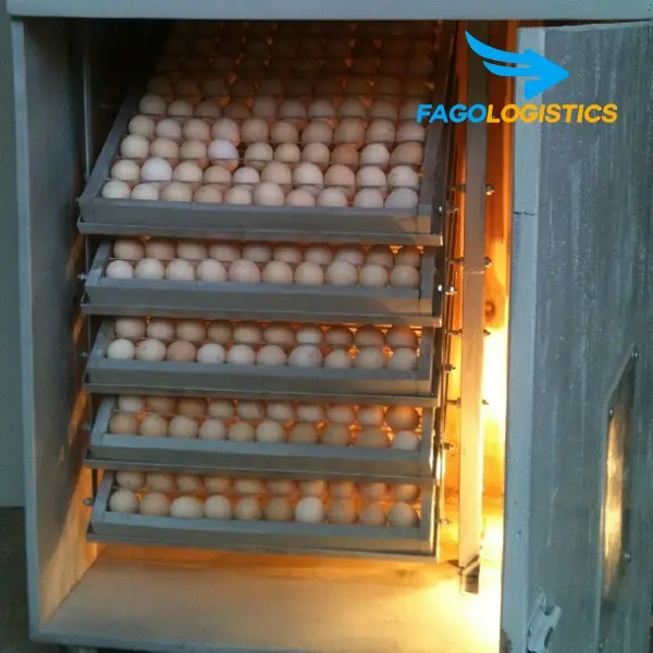1# Thủ tục nhập khẩu máy ấp trứng gia cầm nhanh, hiệu quả