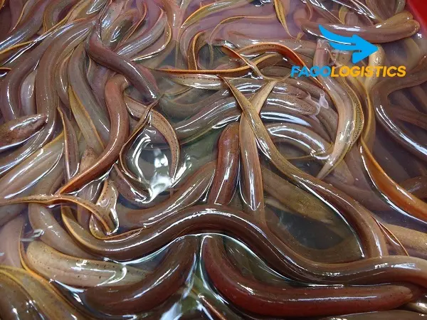 [Chi tiết] Quy trình khai báo thủ tục xuất khẩu lươn sống