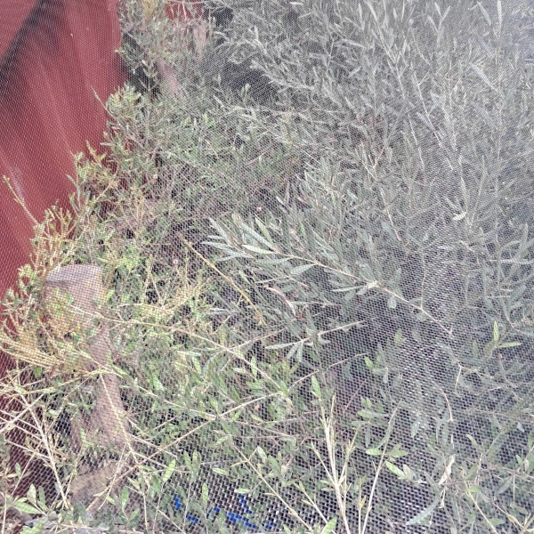 Chuẩn bị các loại chứng từ để nhậu khẩu cây oliu