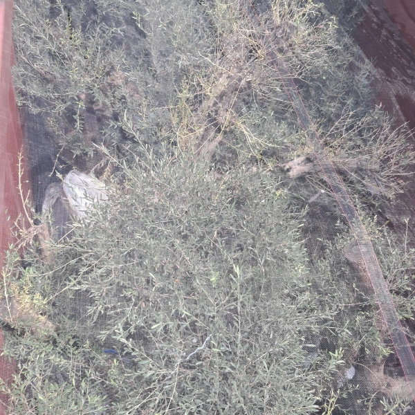 Cần lưu ý khi nhập khẩu gốc cây oliu