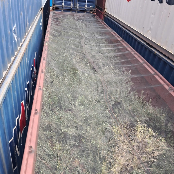 Cây oliu cần phải có chứng nhận về kiểm dịch thực phẩm