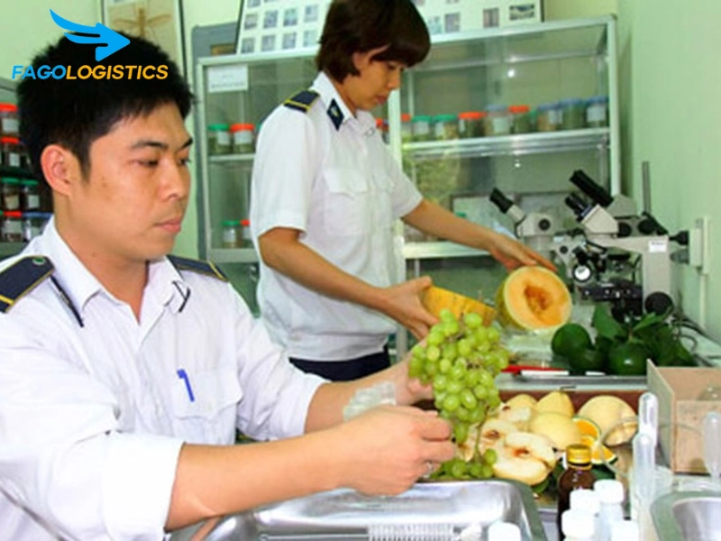 Thủ tục xuất khẩu vỏ quả cam phơi khô