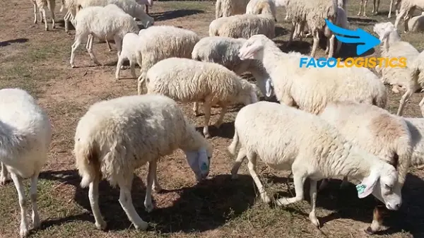 [Update] Thủ tục nhập khẩu cừu sống nhanh, tiết kiệm chi phí