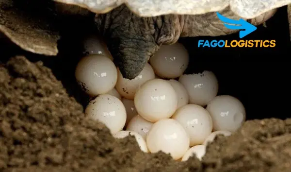 [Chia sẻ] Thủ tục nhập khẩu trứng rùa biển mới nhất