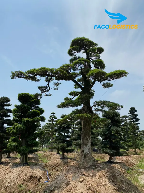 1# Thủ tục nhập khẩu cây tùng la hán Nhật Bản có bầu đất