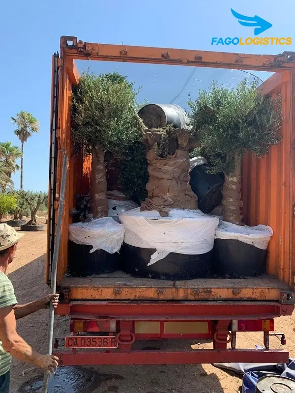 Dịch vụ vận chuyển cây bầu đất bonsai từ Nhật Bản về Việt Nam