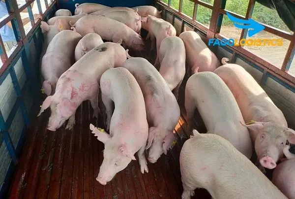 1# [Hướng dẫn chi tiết] Thủ tục nhập khẩu lợn sống
