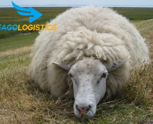 #1 Thủ tục Hải Quan xuất nhập khẩu lông cừu mới nhất