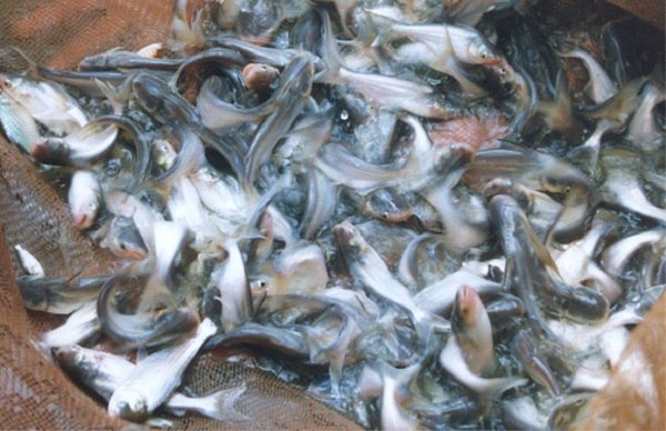 [Hướng dẫn] Thủ tục hải quan nhập khẩu cá giống về Việt Nam