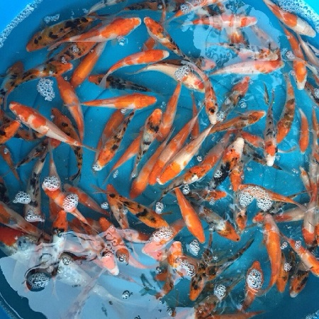 [Hướng dẫn] Thủ tục hải quan nhập khẩu cá Koi giống mới nhất