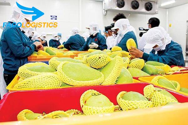 Dịch vụ vận chuyển hàng lẻ trái cây từ thành phố HCM đi Hà Nội 2 Lựa chọn đơn vị vận chuyển trái cây uy tín