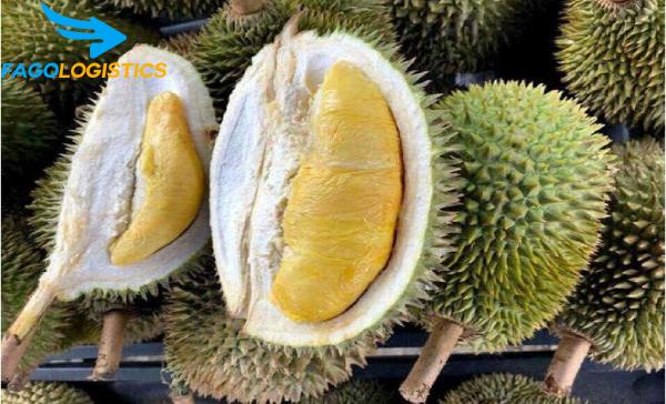 Vận chuyển sầu riêng bằng những hình thức nào 3 72 vạn chuyen sau rieng