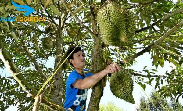 Vận chuyển sầu riêng bằng những hình thức nào 4 73 vạn chuyen sau rieng