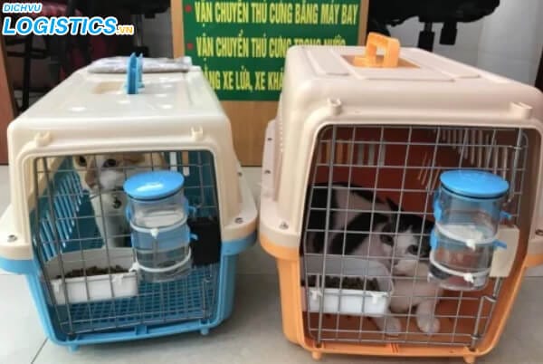 Dịch vụ vận chuyển mèo bằng máy bay 2 Dịch vụ đóng hàng chó, mèo, thú cưng vận chuyển máy bay