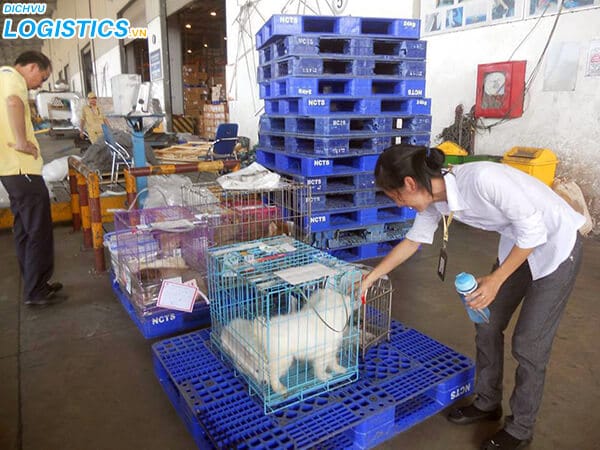 Dịch vụ vận chuyển mèo bằng máy bay 3 Dịch vụ vận chuyển chó, mèo, thú cưng băng hàng không