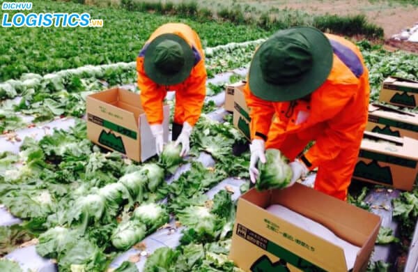 Dịch vụ vận chuyển rau sạch uy tín 3 Đóng gói rau sạch