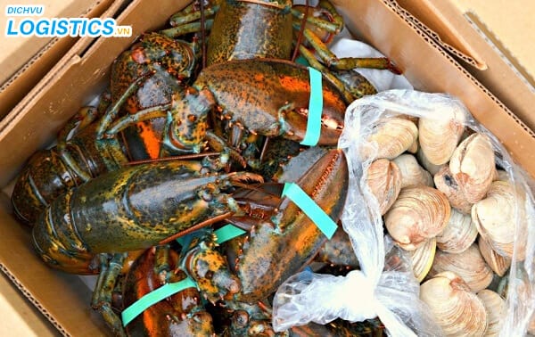 Hướng dẫn vận chuyển hải sản bằng máy bay 2 Hải sản tươi sống vận chuyển bằng máy bay