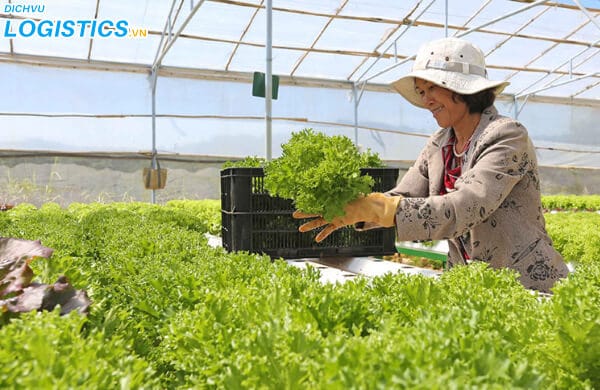 Dịch vụ vận chuyển rau sạch uy tín 2 Rau sạch tại vườn