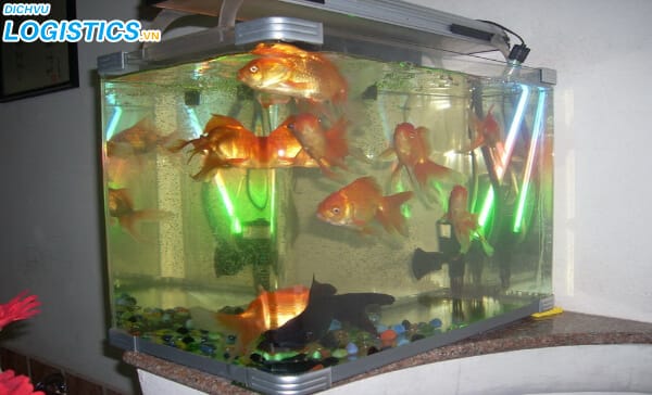 Quy định vận chuyển cá cảnh bằng máy bay 2 Có được mang cá cảnh lên máy bay