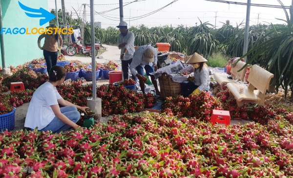 Dịch vụ vận chuyển đường biển hàng nông sản Cái Cui, Cần Thơ đi Hải Phòng năm 2020 2 Hàng nông sản tại Cái Cui - Cần Thơ cần được vận chuyển ra Hải Phòng
