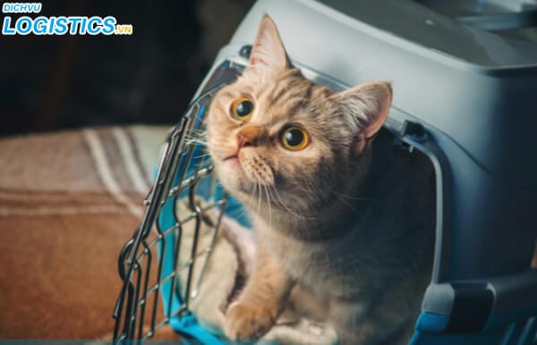 Quy định vận chuyển cá cảnh bằng máy bay 3 Vận chuyển mèo bằng đường hàng không