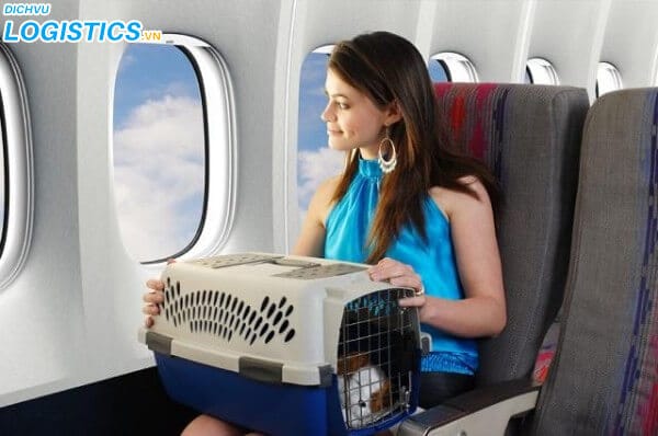 Dịch vụ vận chuyển thú nuôi bằng máy bay 4 Vận chuyển thú cưng cùng trên khoang khách hạng C