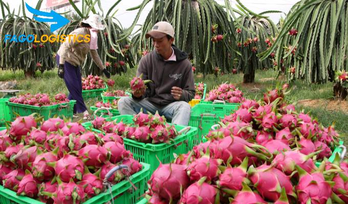 Dịch vụ vận chuyển hàng lẻ trái cây từ thành phố HCM đi Hà Nội 4 Vận chuyển trái cây rẻ nhất thị trường
